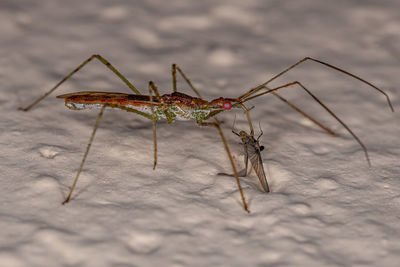 Close-up of insect