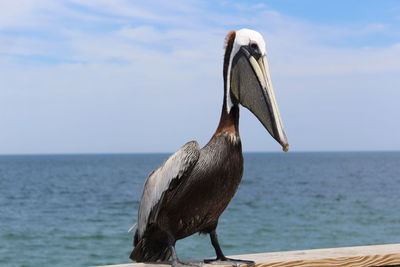 Pelican perching on railing by sea against sky