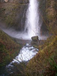 Stream flowing through forest