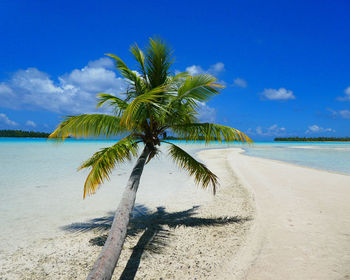 Palm trees on beach against blue sky