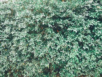 Full frame shot of ivy growing on field