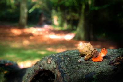 Close-up of tree trunk
