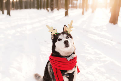 Christmas husky dog in red scarf, deer horns, santa attire in the snowy forest with sun light beams