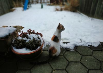 Cat looking away on snow covered footpath