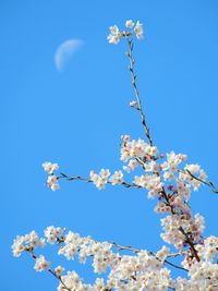 Low angle view of cherry blossom against blue sky