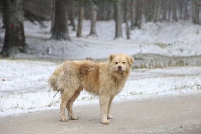 Full length of a dog against winter forest