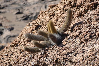 Close-up of tree trunk