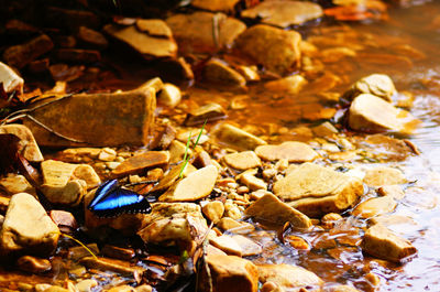 Close-up of insect on rock