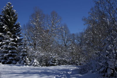 Snow covered trees against sky