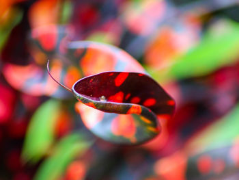 Close-up of multi colored leaf