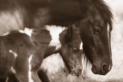 Close-up of two dogs