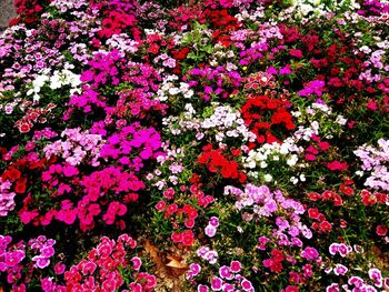 Full frame shot of flowers