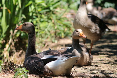 Close-up of geese resting