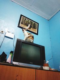 Cat looking through window