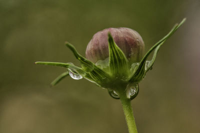 Close-up of dew on flower bud