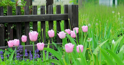 Tulips by wooden fence