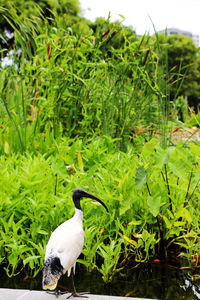 Close-up of bird perching on field