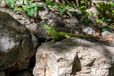 View of lizard on rock