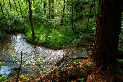 Stream flowing through trees in forest