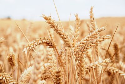 Close-up of wheat growing on field