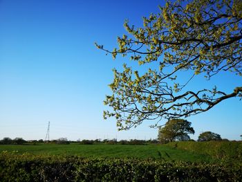 Scenic view of flowering plants on field against clear blue sky