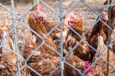 Close-up of roosters seen through fence