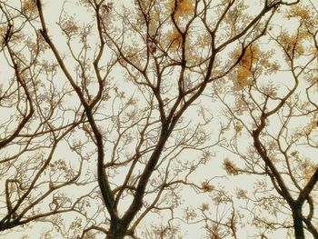 Low angle view of tree against sky
