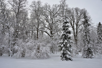 Snow covered trees on field during winter