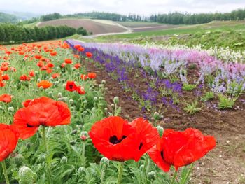 Close-up of red poppy flowers on field