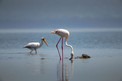 View of birds on beach