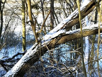 Bare tree in snow covered land