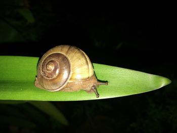 Close-up of snail on leaf