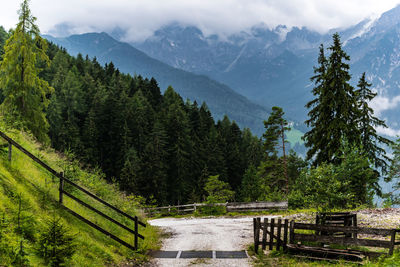 Scenic view of pine trees against sky