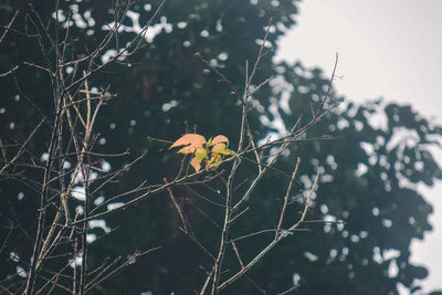 Low angle view of flowering plant