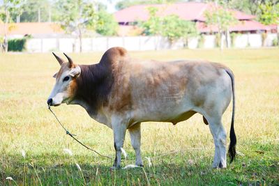 Side view of horse on field