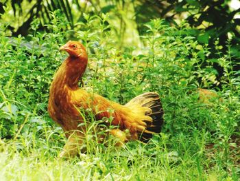 View of a bird on land