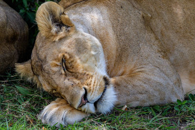 Lioness in zoo