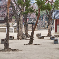 Trees and buildings in park