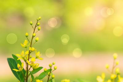 Close-up of yellow flowers blooming outdoors