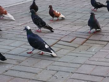 High angle view of birds perching on water