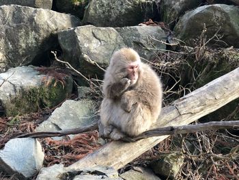 Red face monkey at nagano, japan