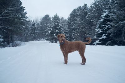 Dog standing on snow covered field