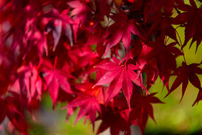 Close-up of maple leaves