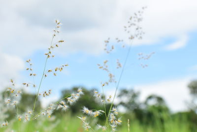 Low angle view of flowers against sky