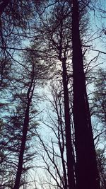 Low angle view of tree against sky