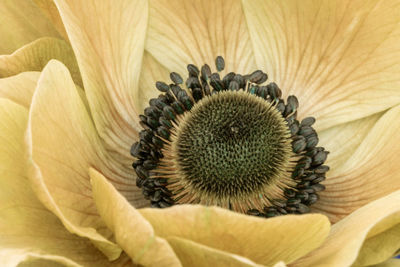 Close-up of sunflower