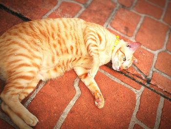 High angle view of cat sleeping on floor