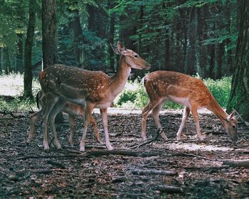 Deer standing in a forest