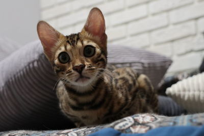 Portrait of cat relaxing on sofa at home