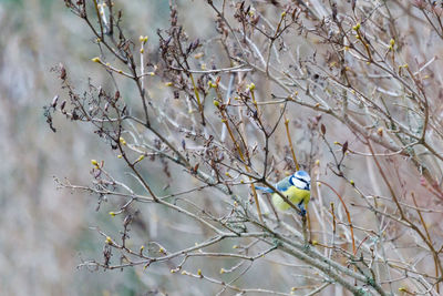 Bird perching on bare tree